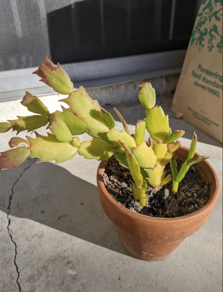 White christmas cactus drooping and yellowing